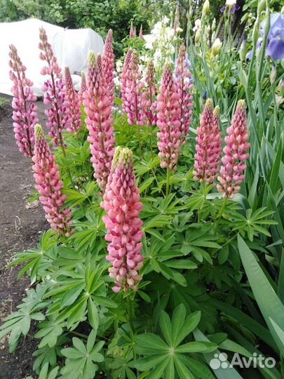 Люпин,вербенник,турец гвоздика,хризантемма,жемчужн