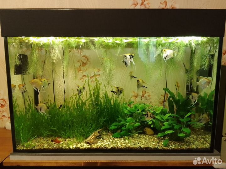 Аквариумные стеллажи с рыбой