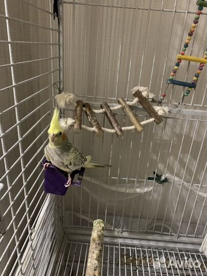 Попугай с клеткой