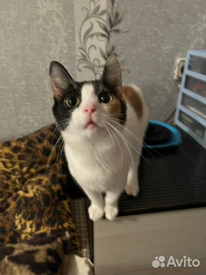 Котята ищут дом