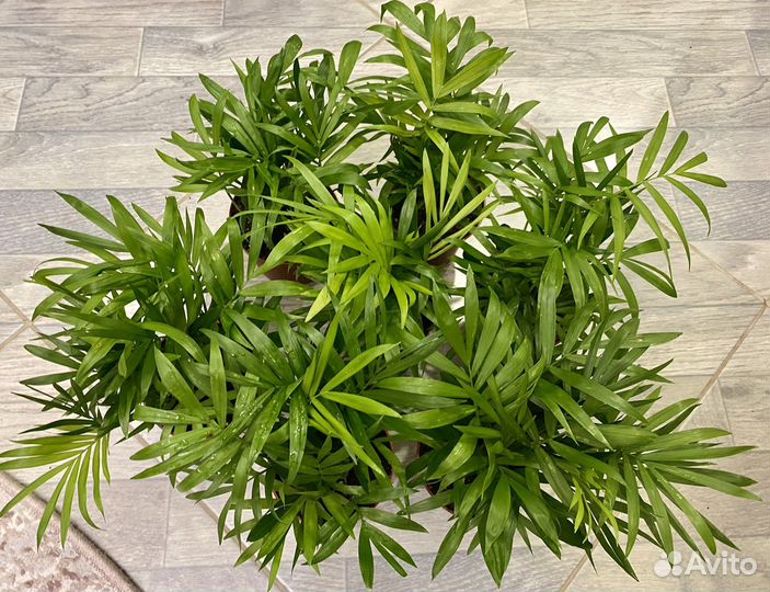 Пальма хамедорея комнатные цветы
