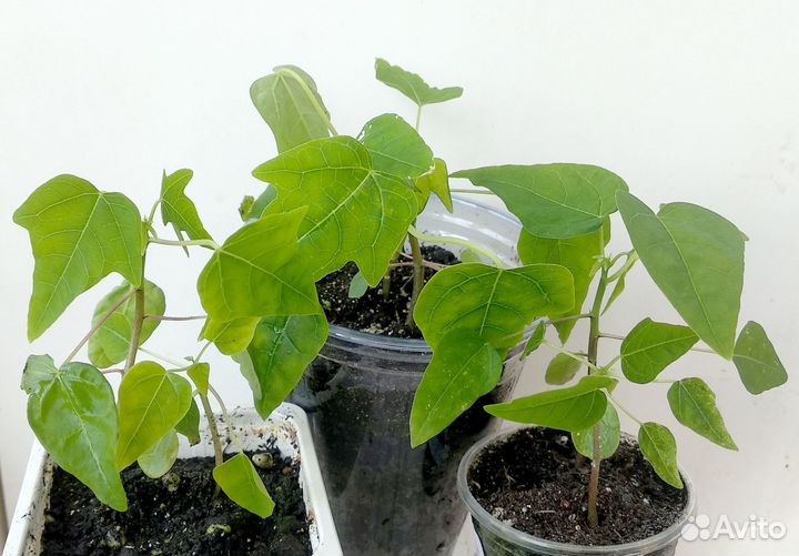 Сеянцы экзот. растений для домашнего выращивания