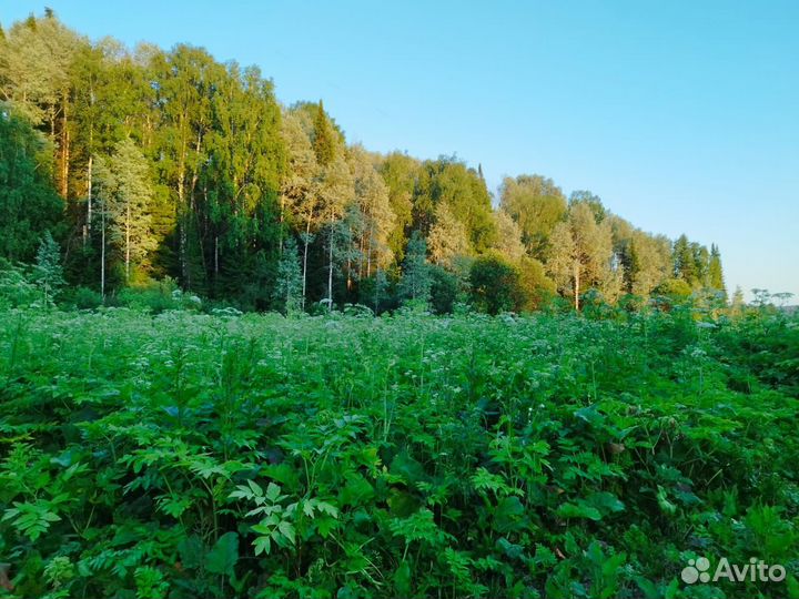 Продам мёд с личной пасеки дягиль лекарственный