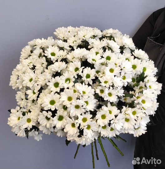 Хризантема купить цветы