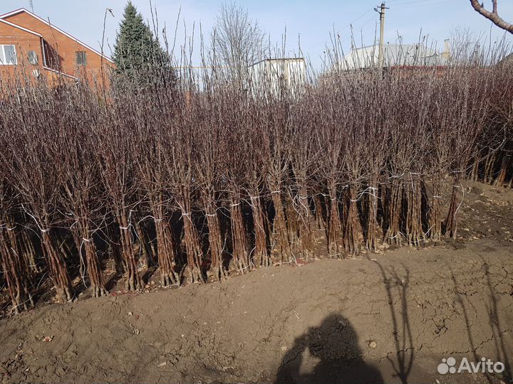 Саженцы плодовых деревьев