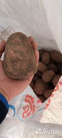 Картофель