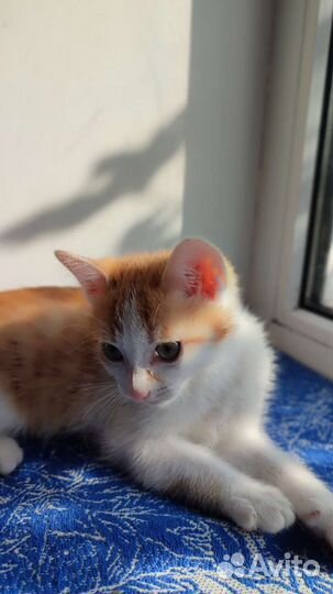 Котята в дар