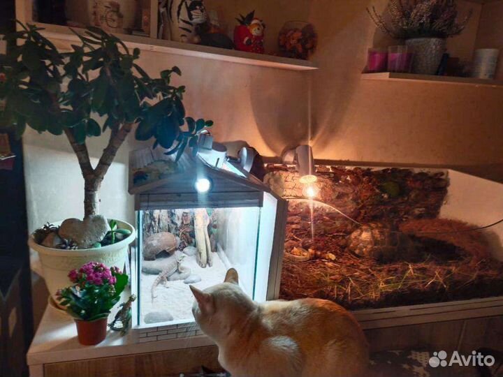 Террариум большой