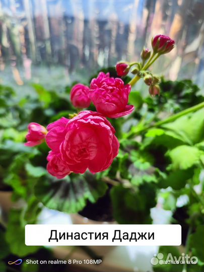 Пеларгонии сортовые