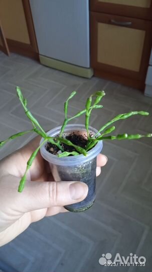 Адениум,хатиора,алоэ, каланхоэ,хлорофитум,кактусы