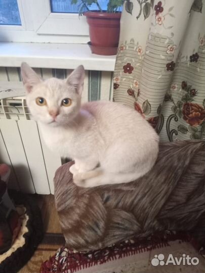 Продам котят