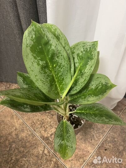 Аглаонема лимон минт