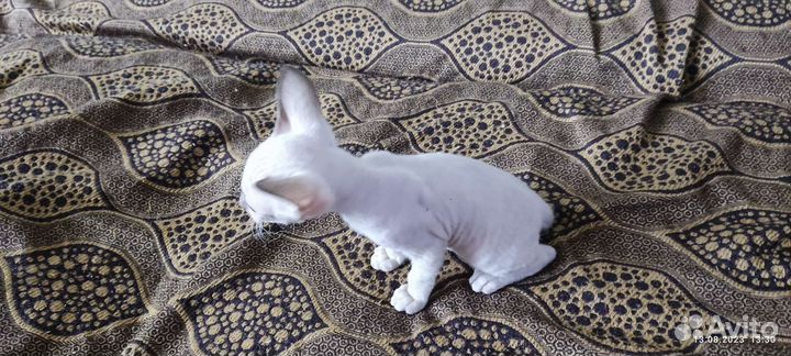 Котята 1.5 месяца
