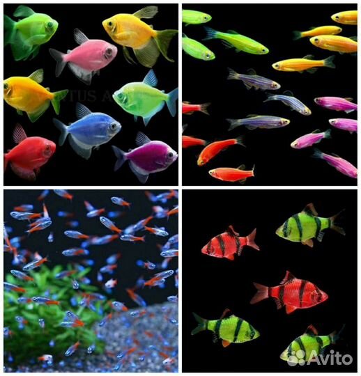 Аквариумные рыбки