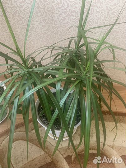 Драцена маргината