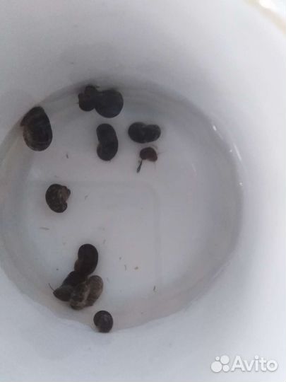 Аквариумное растение