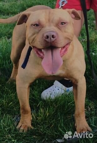 Питбульрр вязка