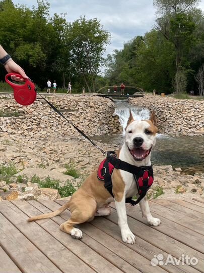 Догситтер / передержка собак, кошек, животных
