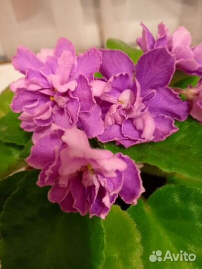 Фиалки цветущие в горшке