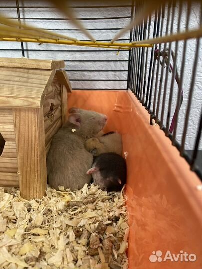 Сирийский хомяк