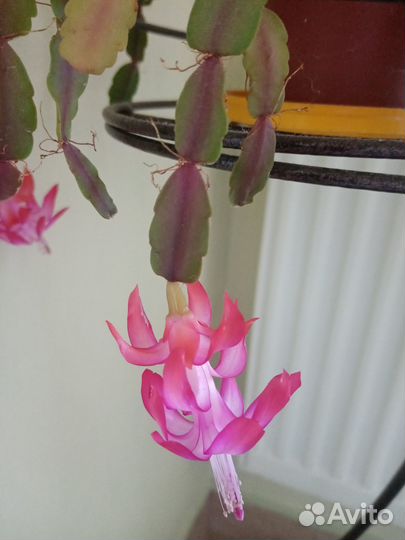 Декабрист шлюмбергера