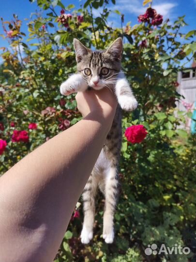 Отдам в добрые руки