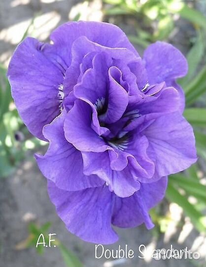 Ирис сибирский