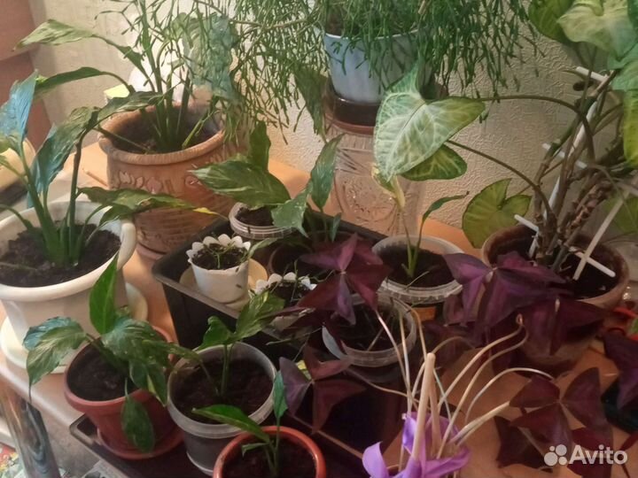 Цветок женское счастье