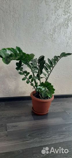 Замиокулькас