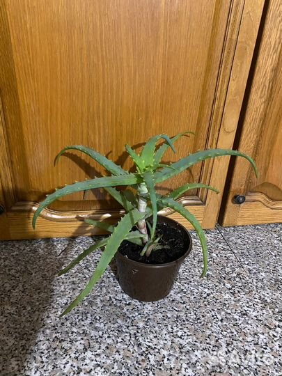 Алоэ лечебный