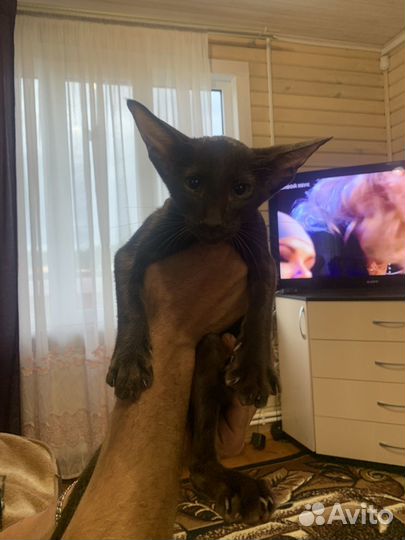 Ориентальные котята