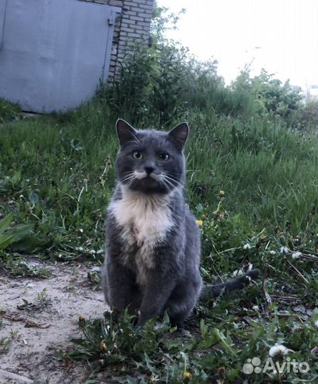 Кошка в дар бесплатно