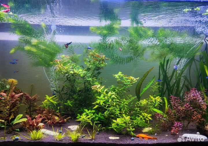 Растения для аквариума