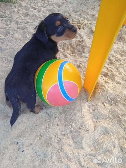 Продается щенок карликовой таксы.рожден 14.06.2023