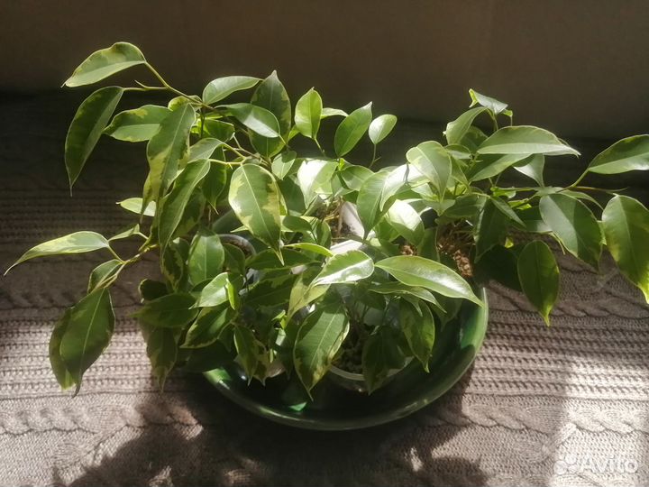 Фикус бенджамина Кинки