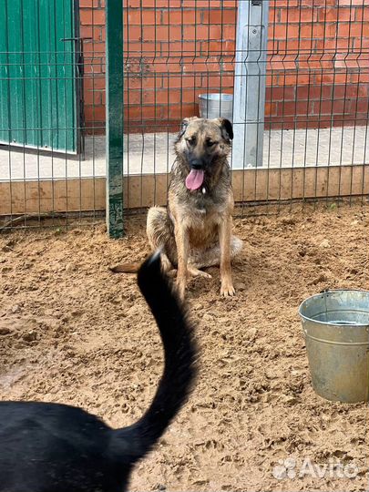 Простая собачка Эмма с огромным сердцем