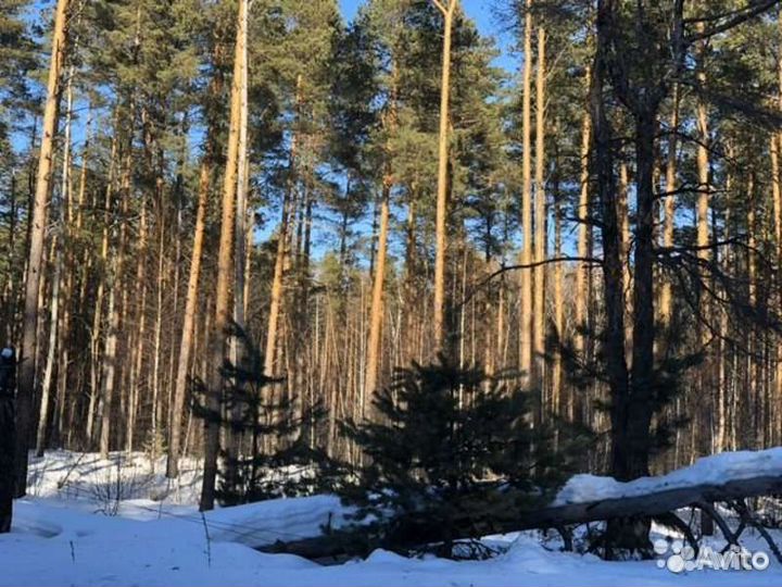 Лес на корню плюс земля