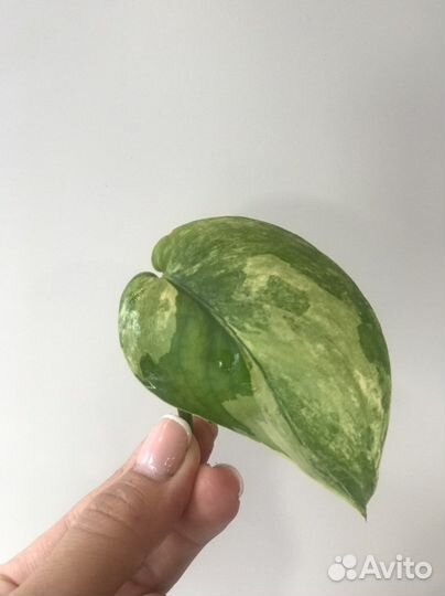 Сциндапсус Жаде сатин вариегатный