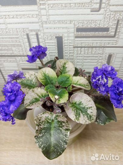 Сортовые фиалки мини