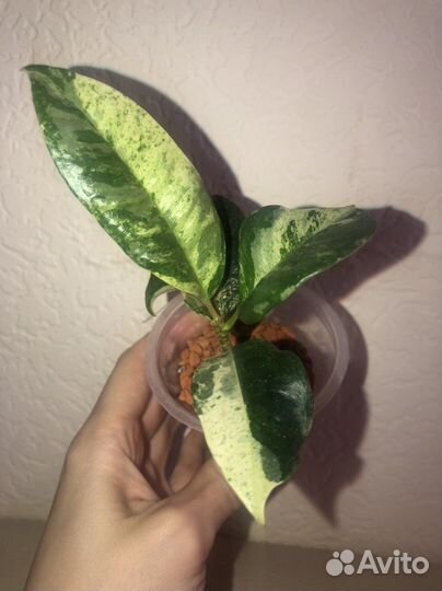 Фикус эластика шривериана
