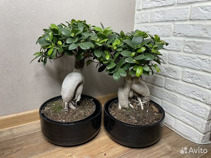 Фикус бонсай комнатные цветы