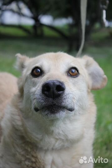 Спасите Ватрушку из приюта