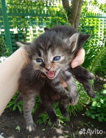 Отдам бесплатно