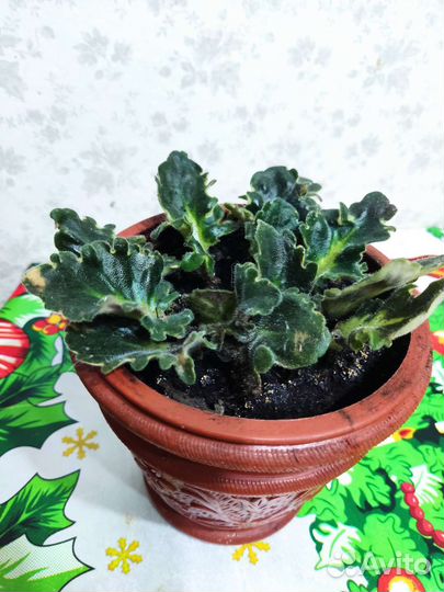 Фиалка в горшках