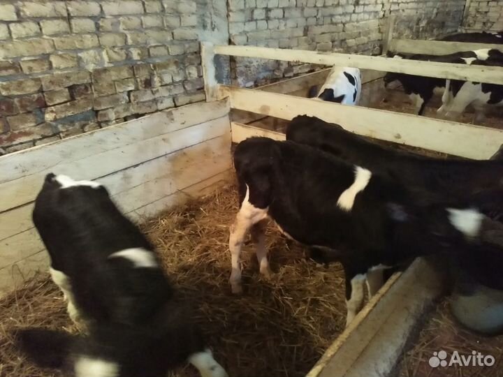 Телята бычки