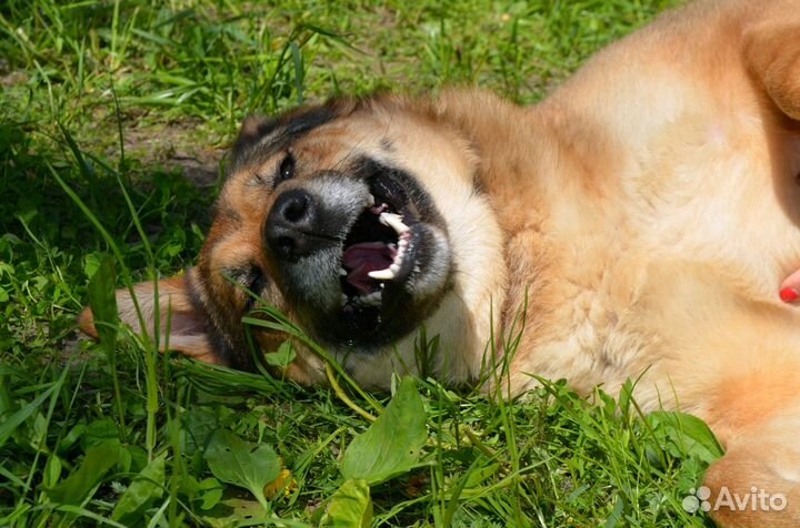 Собака в добрые руки