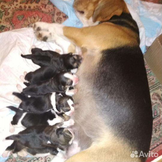 Бигль вязка