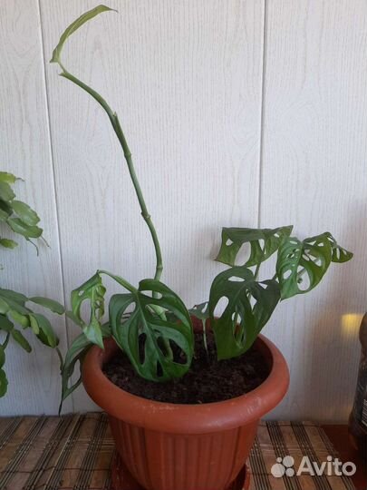 MonsteraAdansoni Monkey