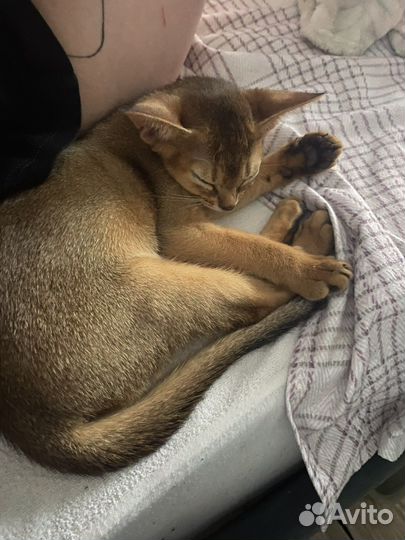 Абиссинский котенок