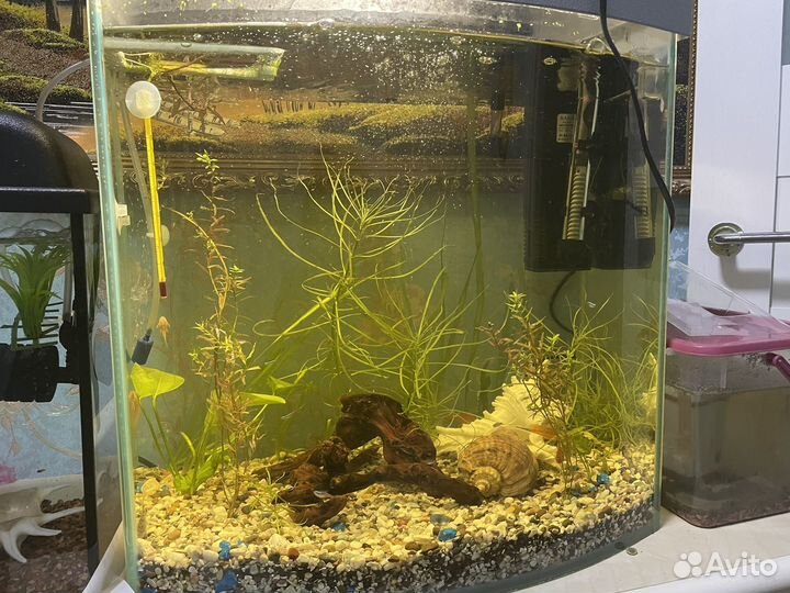 Аквариум с рыбками